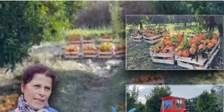 Historia/ Agimi dhe Violeta lenë Lushnjën dhe punësohen në Xarrë: Çifti vjel mandarina për 2 000 lekë në ditë