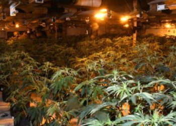 U kapën në “shtëpi bari”, gjykata liron dy shqiptarët (Emrat)