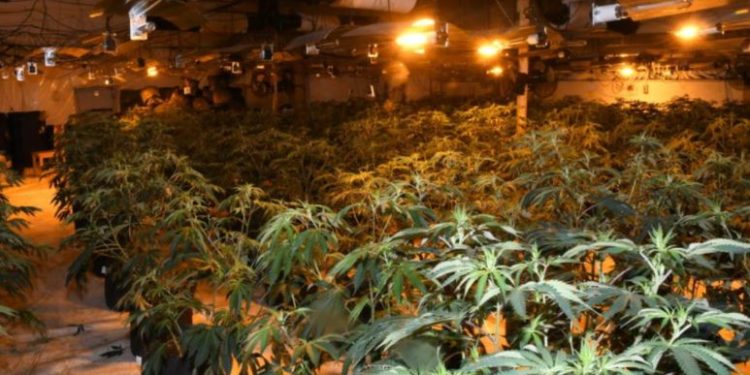 U kapën në “shtëpi bari”, gjykata liron dy shqiptarët (Emrat)