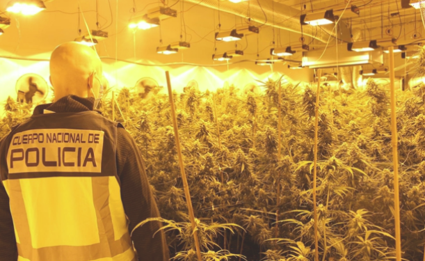 Spanja ‘parajsa’ e re e shqiptarëve për kanabis, si po zhvendosen mijëra vetë drejt vendit iberik