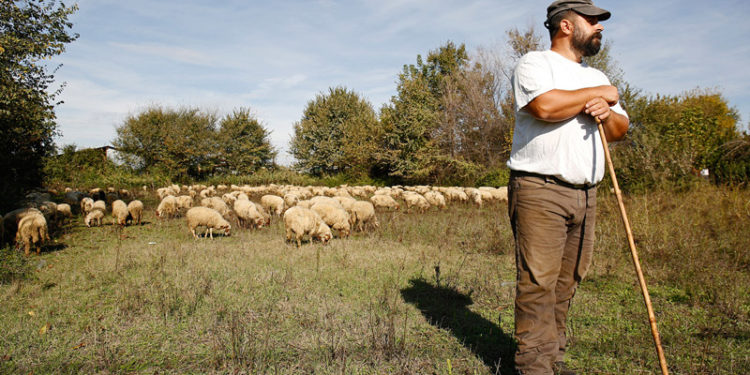 Çobani më i lumtur në Greqi/ Shkoi në market për të blerë, brenda enës plastike merr 50 mijë euro. Ja çfarë ndodhi më tej