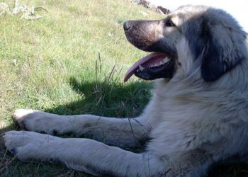 Sherr në Picar të Gjirokastrës, kushërinjtë zihen për qenin, plagoset me çifte 68-vjeçari