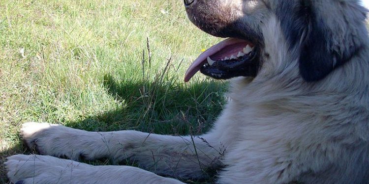 Sherr në Picar të Gjirokastrës, kushërinjtë zihen për qenin, plagoset me çifte 68-vjeçari