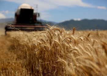 Tani është vonë për të mbjellë grurë