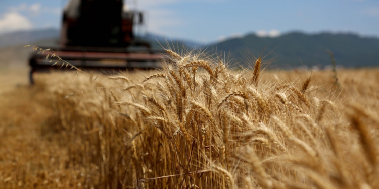 Tani është vonë për të mbjellë grurë