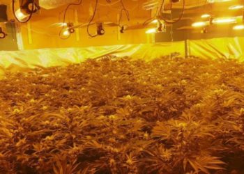 Si u zbulua ‘shtëpia e barit’ në Angli, mbjelljet me vlerë 1.3 mln paund, kapen tre shqiptarët (Emrat)