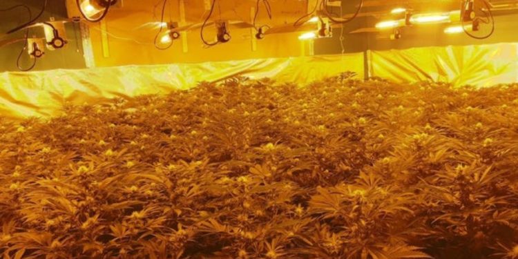 Si u zbulua ‘shtëpia e barit’ në Angli, mbjelljet me vlerë 1.3 mln paund, kapen tre shqiptarët (Emrat)