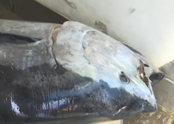 Kapet në Detin Jon peshku rreth 400 kg (VIDEO)