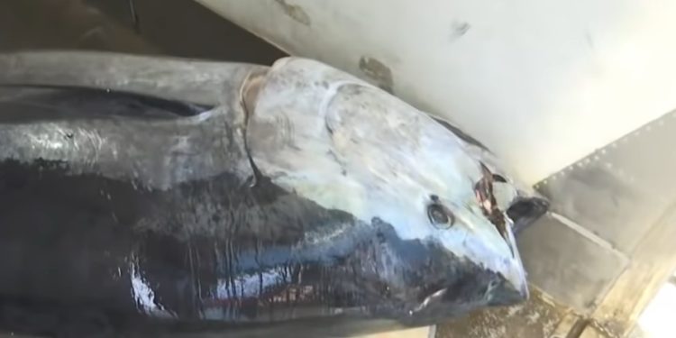 Kapet në Detin Jon peshku rreth 400 kg (VIDEO)