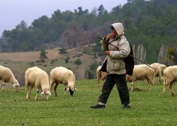 Solli kopenë me dele nga Greqia, çobani nga Konispoli akuzohet për kontrabandë