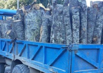 U kap në Delvinë duke transportuar dru zjarri të prera pa leje, procedohet 35-vjeçarja