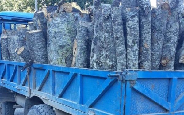 U kap në Delvinë duke transportuar dru zjarri të prera pa leje, procedohet 35-vjeçarja