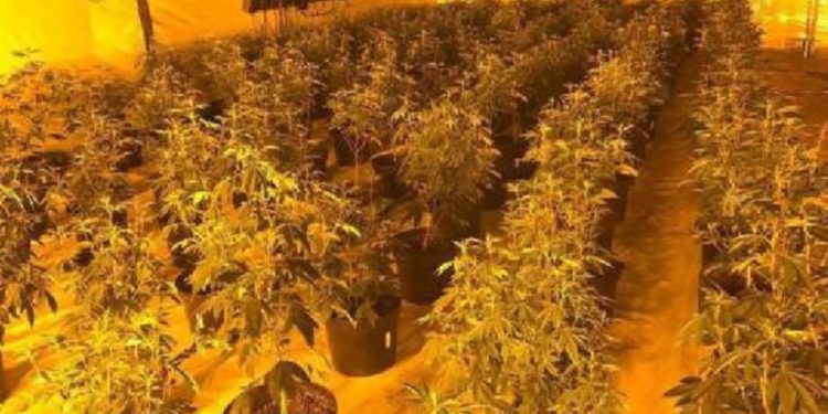 Zbulohen 6 “shtëpi bari”, goditet grupi shqiptar në Spanjë, 10 të arrestuar