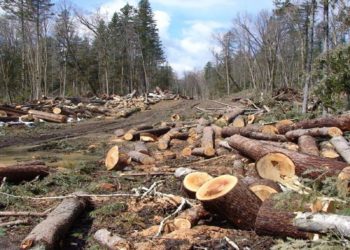 Bashkia Dropull tender 47 milionë lekë për të prerë pyjet