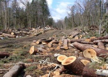 47 milionë lekë për të prerë pyjet, Bashkia Dropull shpall fituesin e tenderit