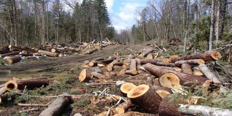 Bashkia Dropull tender 47 milionë lekë për të prerë pyjet