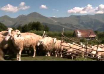 Ka kaluar gjithë jetën e saj mes bagëtive, njihuni me bareshën nga Finiqi