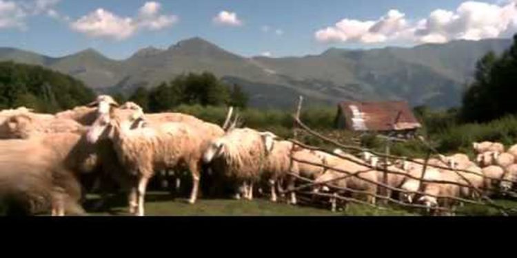 Ka kaluar gjithë jetën e saj mes bagëtive, njihuni me bareshën nga Finiqi