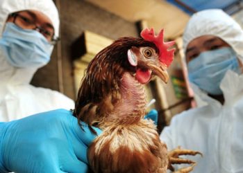 Gripi i Shpendëve, Ministria e Bujqësisë: Në 24-orët e fundit nuk kemi asnjë vatër të re