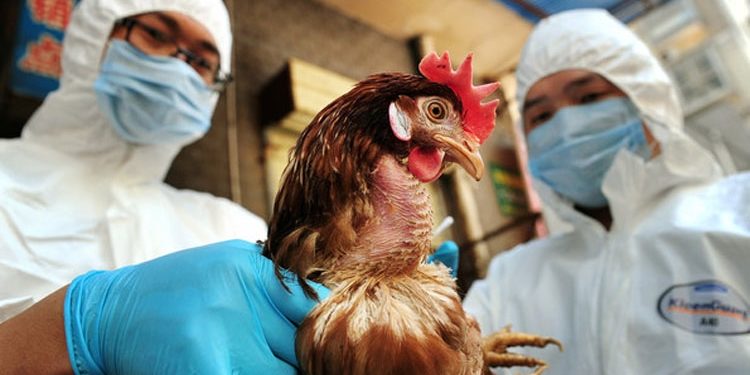 Gripi i Shpendëve, Ministria e Bujqësisë: Në 24-orët e fundit nuk kemi asnjë vatër të re