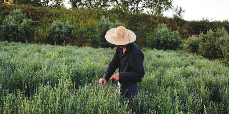 Bujqësia shqiptare, kjo “pemë pa fryte”