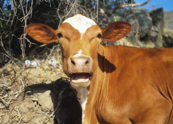 Kishin vjedhur viça në Greqi, 4 të arrestuar në Sarandë