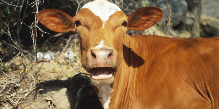 Kishin vjedhur viça në Greqi, 4 të arrestuar në Sarandë