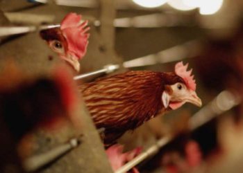 Dy pularitë më të mëdha në Shqipëri nuk kanë më asnjë pulë, sëmundja misterioze bën kërdinë