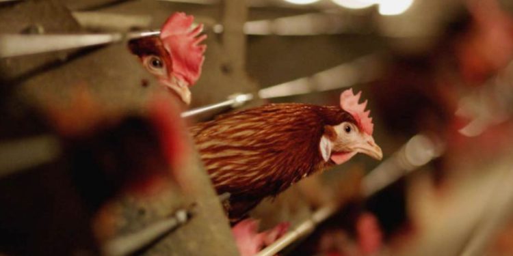 Dy pularitë më të mëdha në Shqipëri nuk kanë më asnjë pulë, sëmundja misterioze bën kërdinë