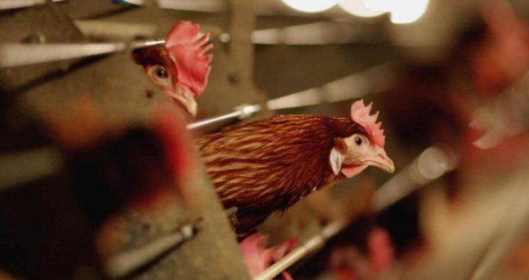 Dy pularitë më të mëdha në Shqipëri nuk kanë më asnjë pulë, sëmundja misterioze bën kërdinë