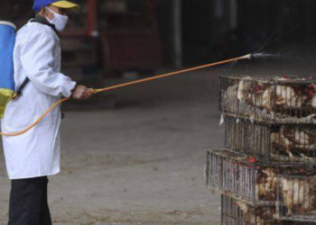 Edhe kjo mungonte, mbërrin gripi i shpendëve në Shqipëri