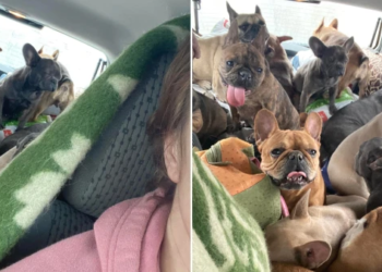 Gruaja largohet nga Kievi duke mbushur makinën me 20 bulldog-ë francezë (fotot)