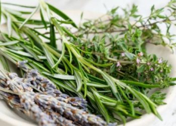 Kjo erëz ka një efekt të mrekullueshëm në organizëm