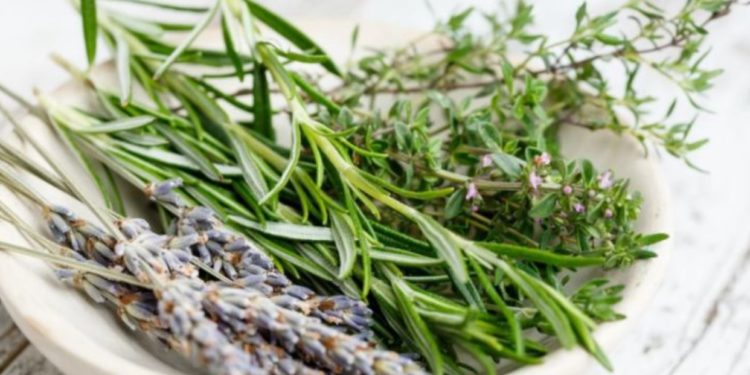 Kjo erëz ka një efekt të mrekullueshëm në organizëm