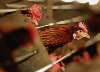 Shtohet misteri, Ministria e Bujqësisë nuk shpjegon përse ngordhën 500 mijë pula në Durrës: Nuk është gripi i shpendëve