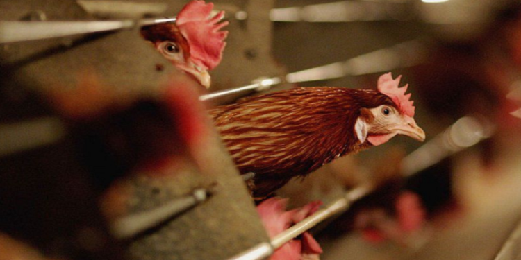 Shtohet misteri, Ministria e Bujqësisë nuk shpjegon përse ngordhën 500 mijë pula në Durrës: Nuk është gripi i shpendëve