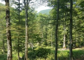 “Para dhe Pushtet”/ Bashkia Tepelenë jep me qira pyllin e Gusmarit