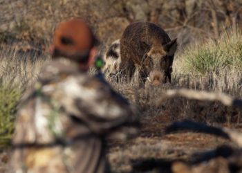 Zgjatet për 5 vite moratoriumi i gjuetisë