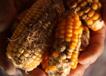 Bota përballë një katastrofe ushqimore