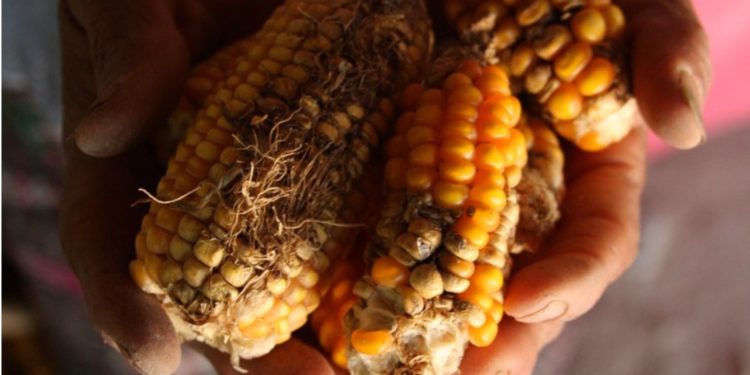 Bota përballë një katastrofe ushqimore