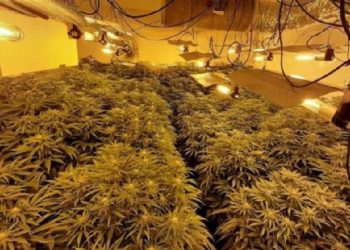 Pamje nga ‘shtëpia e barit’ në Vlorë, mbi 300 rrënjë kanabis, dy të arrestuar (VIDEO)