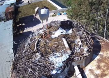 VIDEO/ Kamera Live brenda folesë së lejlekut, për herë të parë në Shqipëri