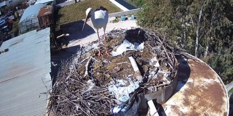 VIDEO/ Kamera Live brenda folesë së lejlekut, për herë të parë në Shqipëri