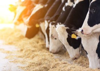 Uji më shtrenjtë se qumështi/ Blegtorët: Duhet mbështetje për çdo litër që prodhojmë (VIDEO)