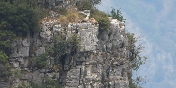 Rikthehet kali i qyqes në Gjirokastër
