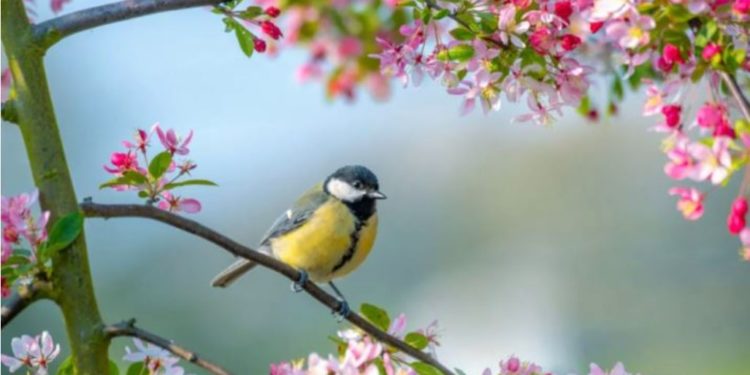 Ja çfarë ndodh me motin javën e ardhshme