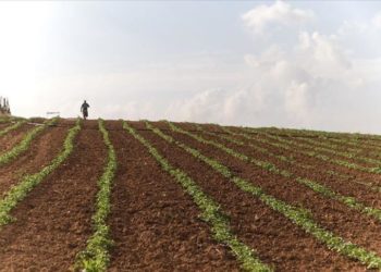 Ish zv.ministri i Bujqësisë: Toka që s’punohet duhet t’i kthehet shtetit