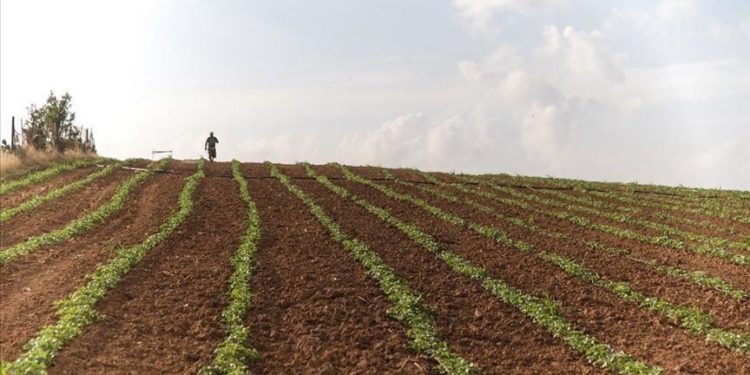 Ish zv.ministri i Bujqësisë: Toka që s’punohet duhet t’i kthehet shtetit