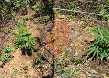 16 rrënjë kanabis dhe municione, pranga 63-vjeçarit nga Gjirokastra