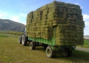 Vodhi jonxhën në një arë dhe tentoi t’i shpëtojë policisë, arrestohet 43-vjeçari